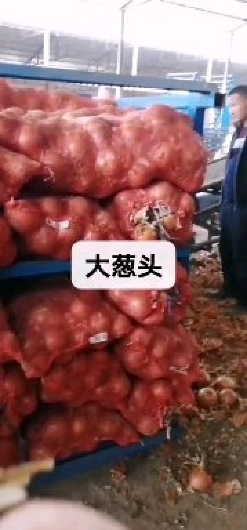 精品红皮葱头七八公分，产地直销，保质保量，欢迎咨询