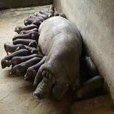 出售各种苗猪和母猪苗