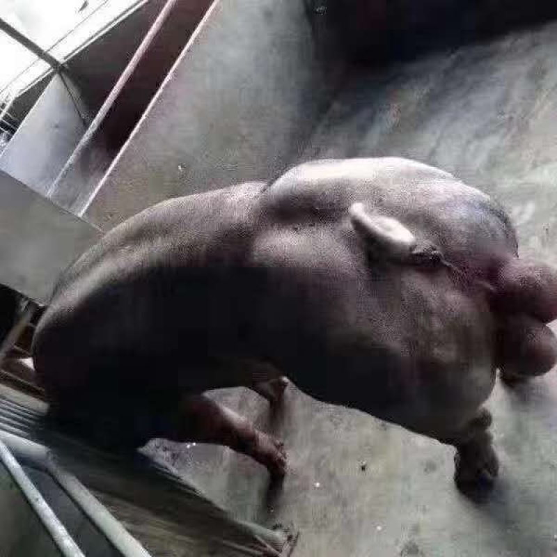 出售各种苗猪和母猪苗