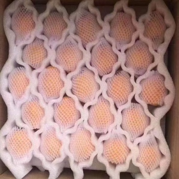 云霄枇杷