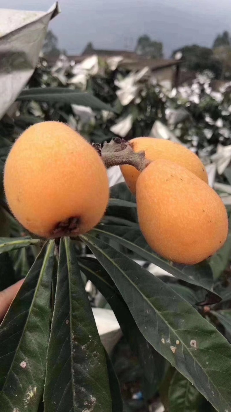 云霄枇杷