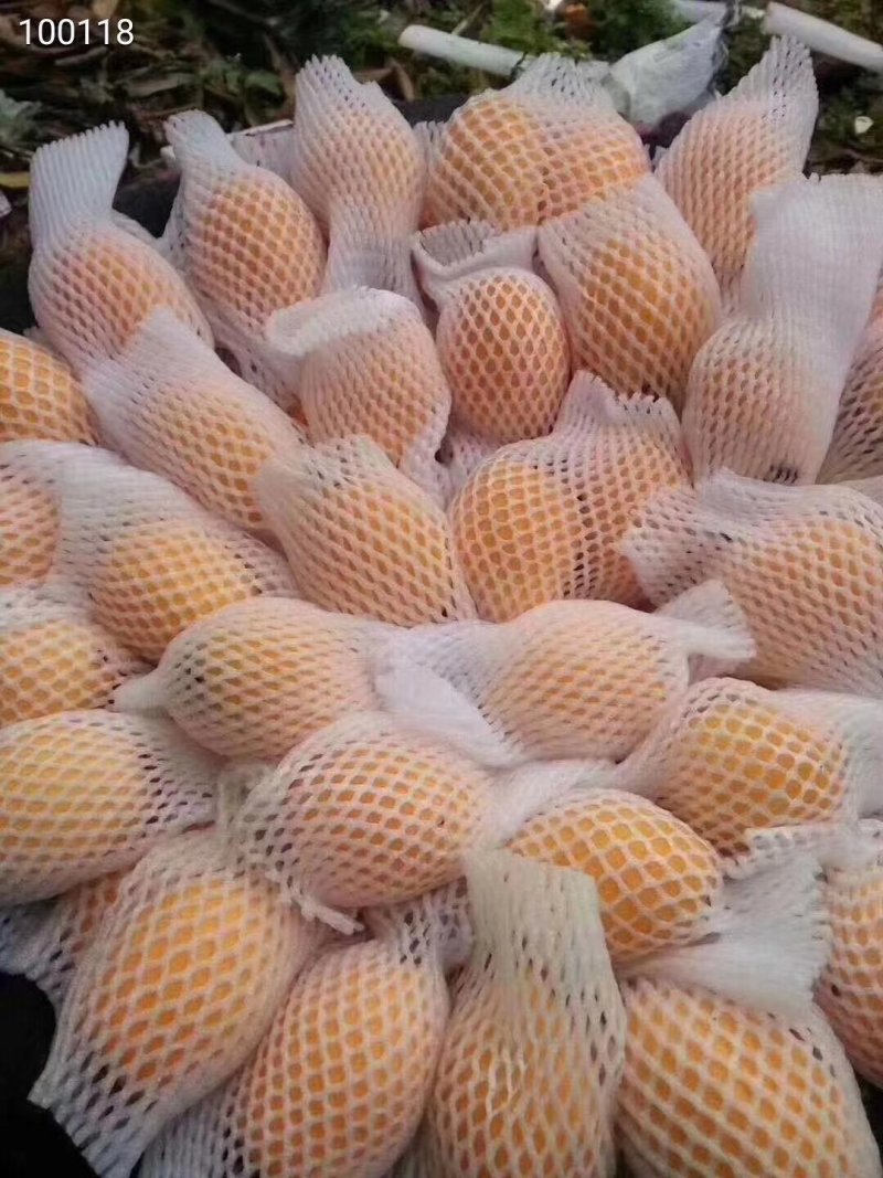 云霄枇杷