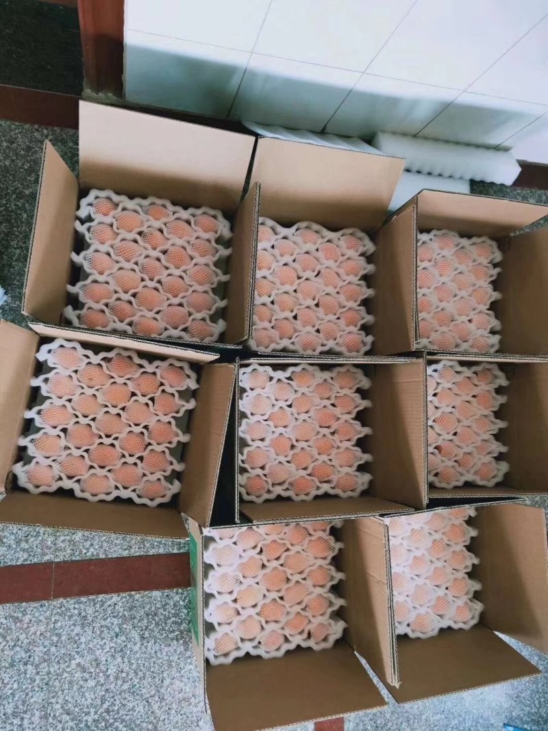 云霄枇杷