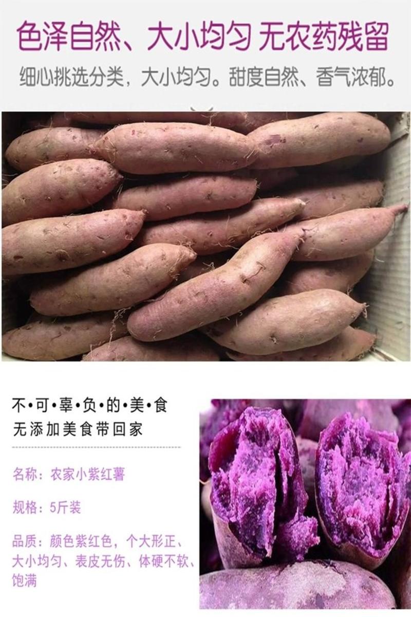 紫薯种新鲜农家自种紫薯新鲜5斤番薯新鲜红紫薯农家肥种植