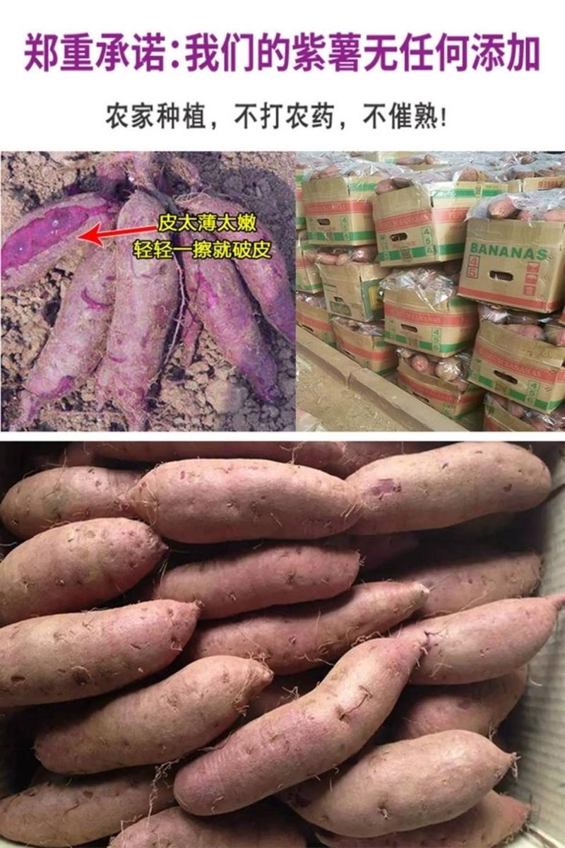 紫薯种新鲜农家自种紫薯新鲜5斤番薯新鲜红紫薯农家肥种植