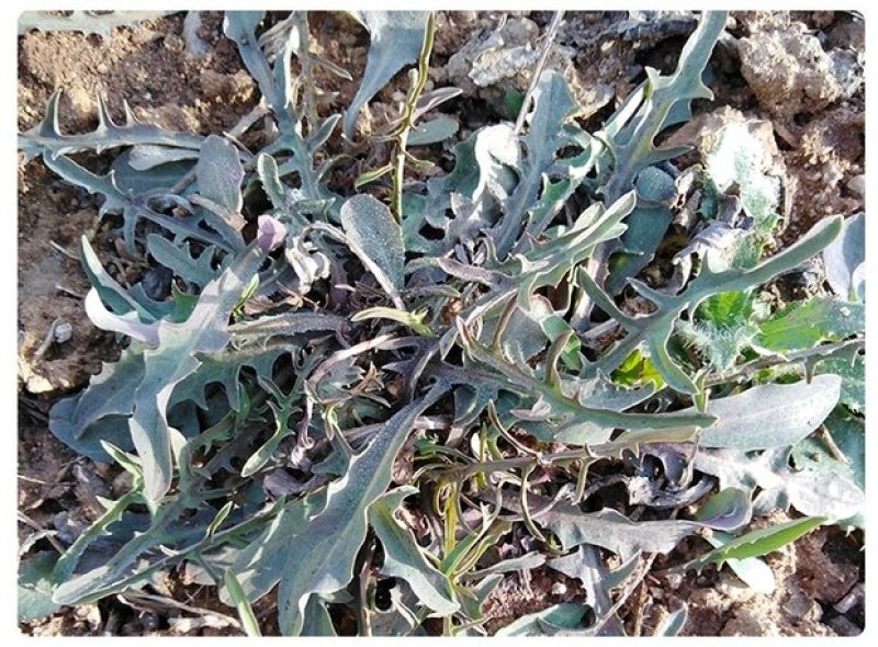 沂蒙山野生苦菜新鲜苦菜苦斋婆现挖野菜干煲汤苦斋菜