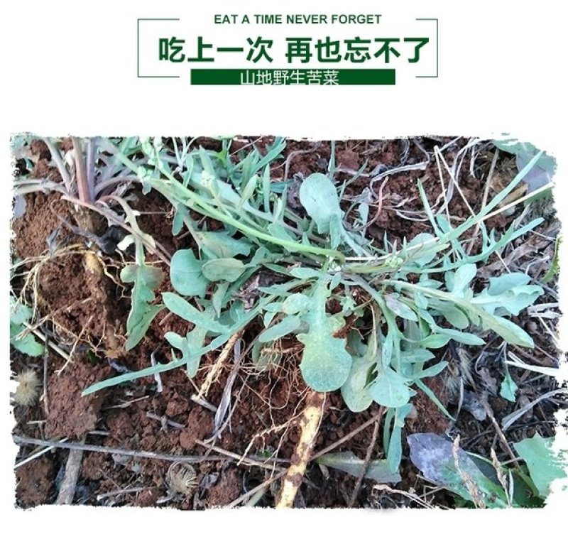 沂蒙山野生苦菜新鲜苦菜苦斋婆现挖野菜干煲汤苦斋菜