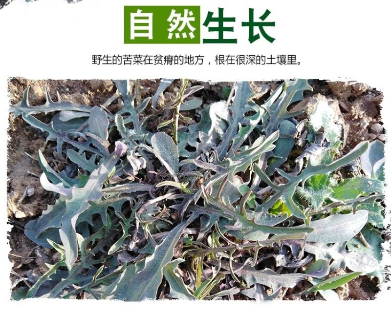 沂蒙山野生苦菜新鲜苦菜苦斋婆现挖野菜干煲汤苦斋菜