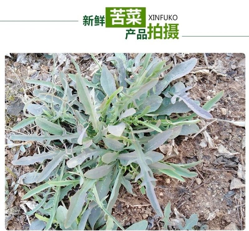 沂蒙山野生苦菜新鲜苦菜苦斋婆现挖野菜干煲汤苦斋菜