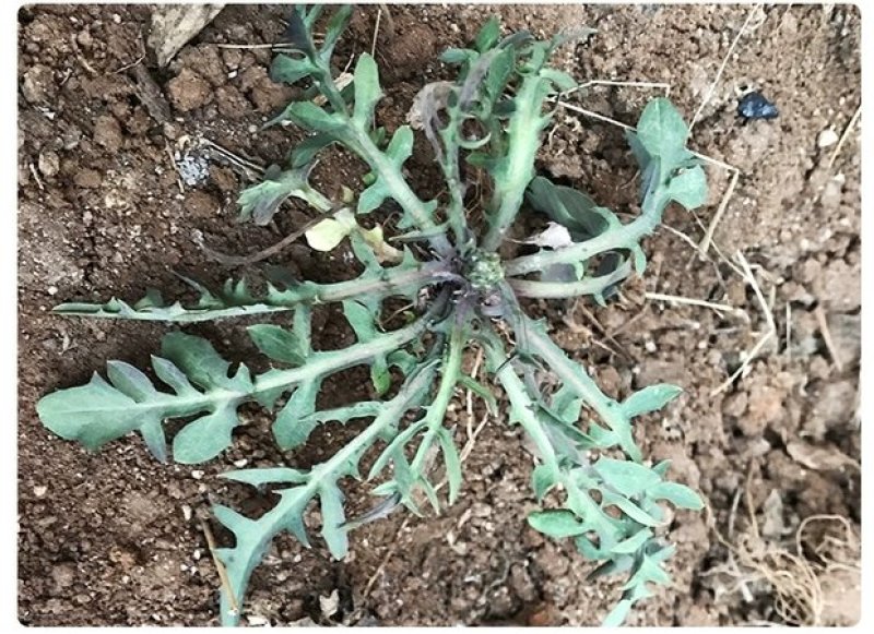沂蒙山野生苦菜新鲜苦菜苦斋婆现挖野菜干煲汤苦斋菜