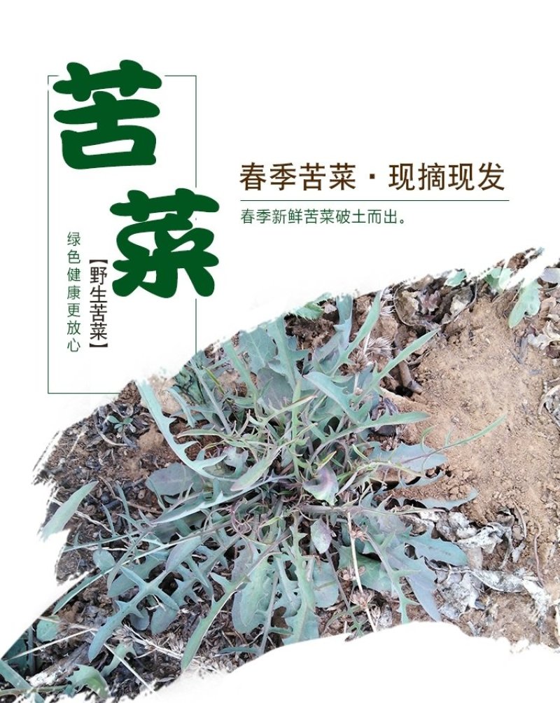 沂蒙山野生苦菜新鲜苦菜苦斋婆现挖野菜干煲汤苦斋菜