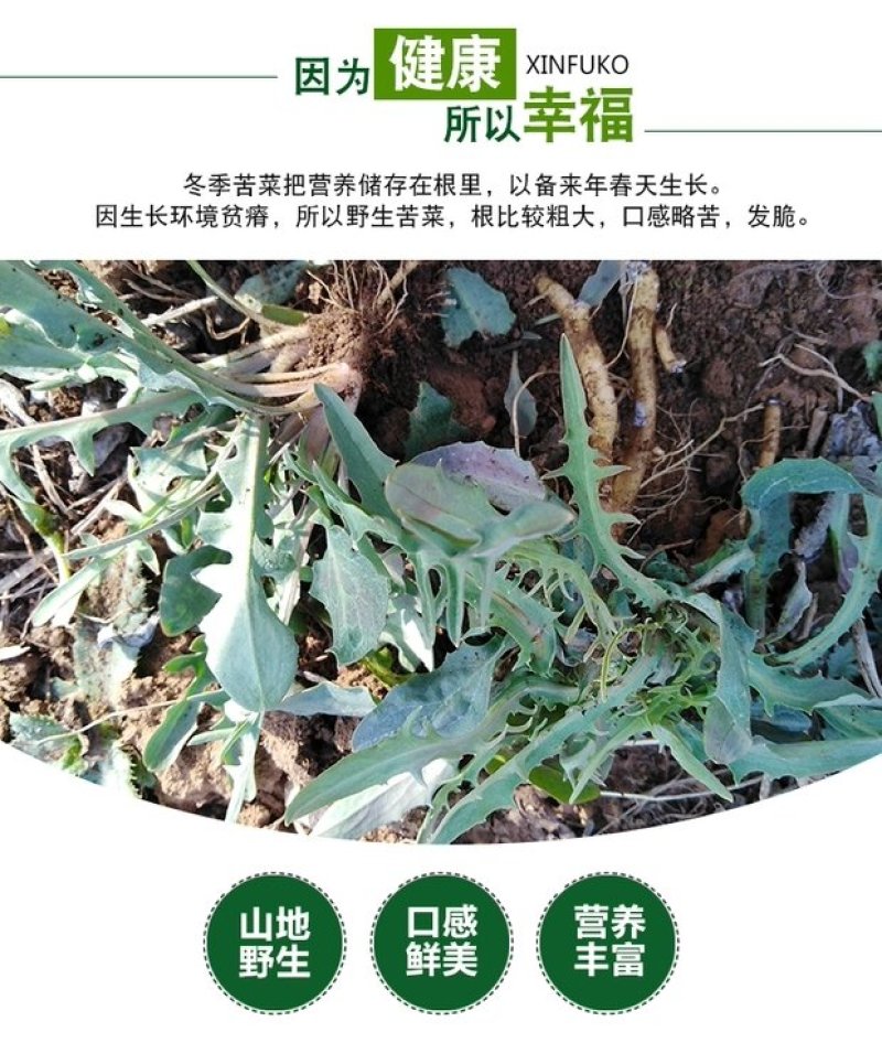 沂蒙山野生苦菜新鲜苦菜苦斋婆现挖野菜干煲汤苦斋菜