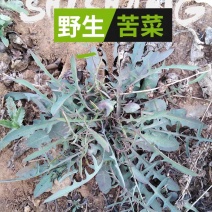 沂蒙山野生苦菜新鲜苦菜苦斋婆现挖野菜干煲汤苦斋菜