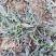 沂蒙山野生苦菜新鲜苦菜苦斋婆现挖野菜干煲汤苦斋菜