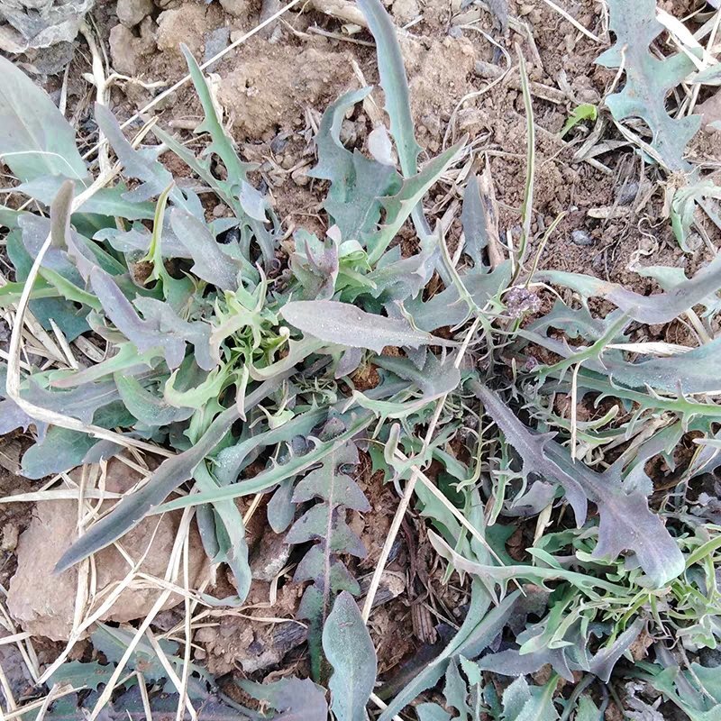 沂蒙山野生苦菜新鲜苦菜苦斋婆现挖野菜干煲汤苦斋菜