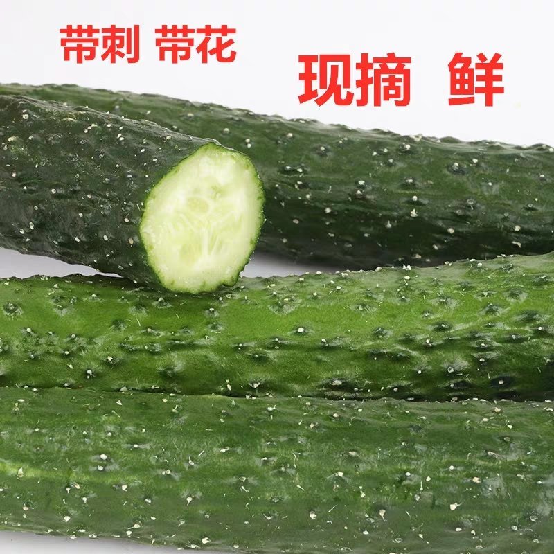 香脆黄瓜5斤装带刺生吃小黄瓜应季蔬菜乳黄瓜凉拌黄瓜