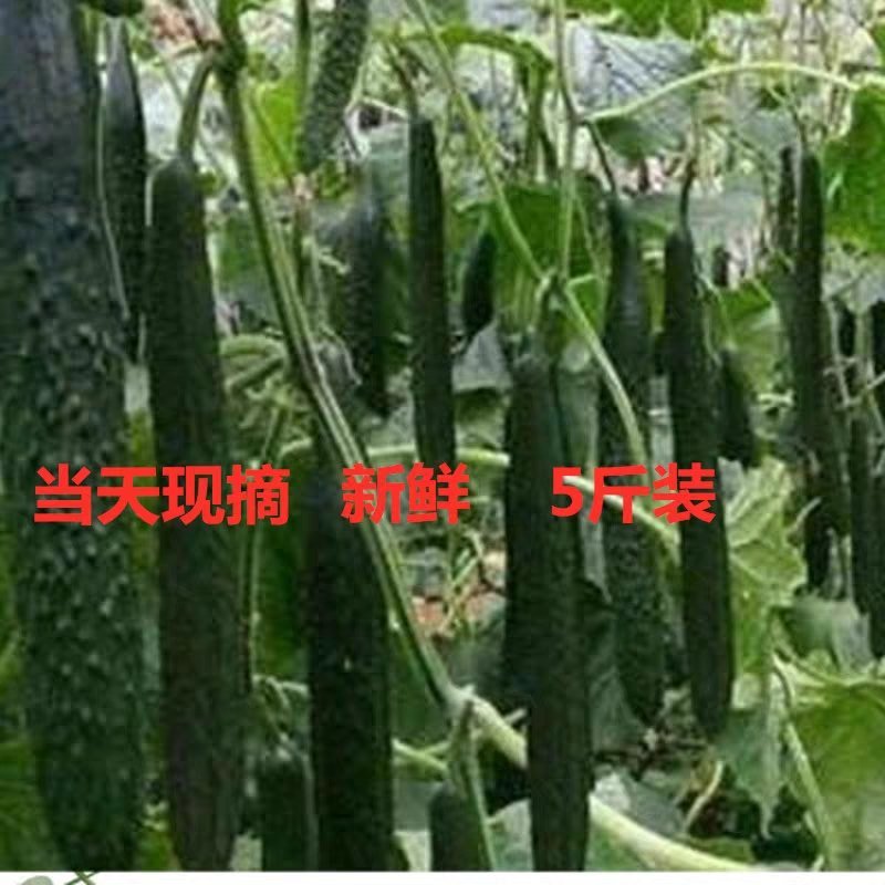 香脆黄瓜5斤装带刺生吃小黄瓜应季蔬菜乳黄瓜凉拌黄瓜