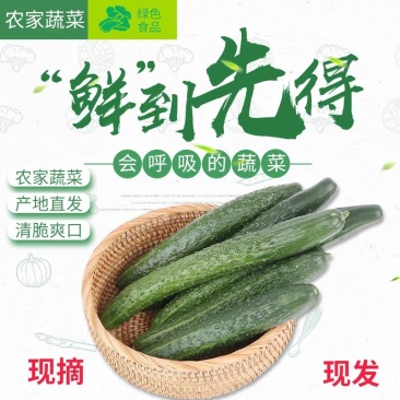 香脆黄瓜5斤装带刺生吃小黄瓜应季蔬菜乳黄瓜凉拌黄瓜