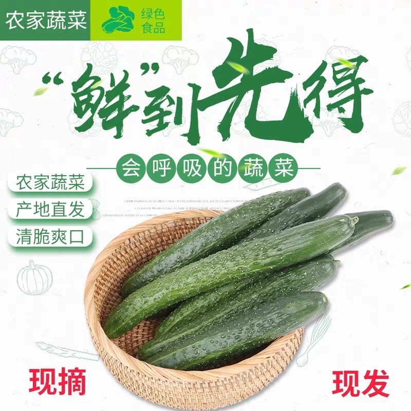 香脆黄瓜5斤装带刺生吃小黄瓜应季蔬菜乳黄瓜凉拌黄瓜