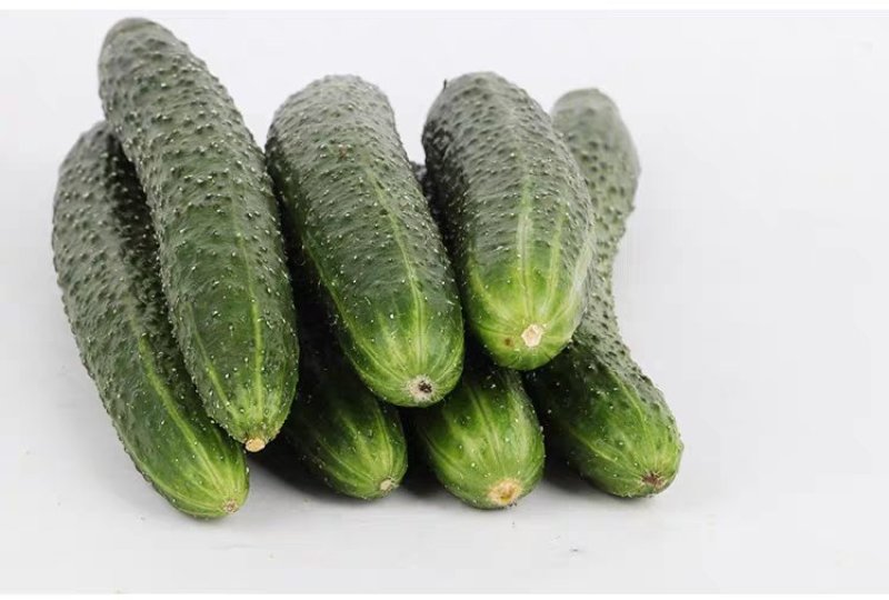 香脆黄瓜5斤装带刺生吃小黄瓜应季蔬菜乳黄瓜凉拌黄瓜