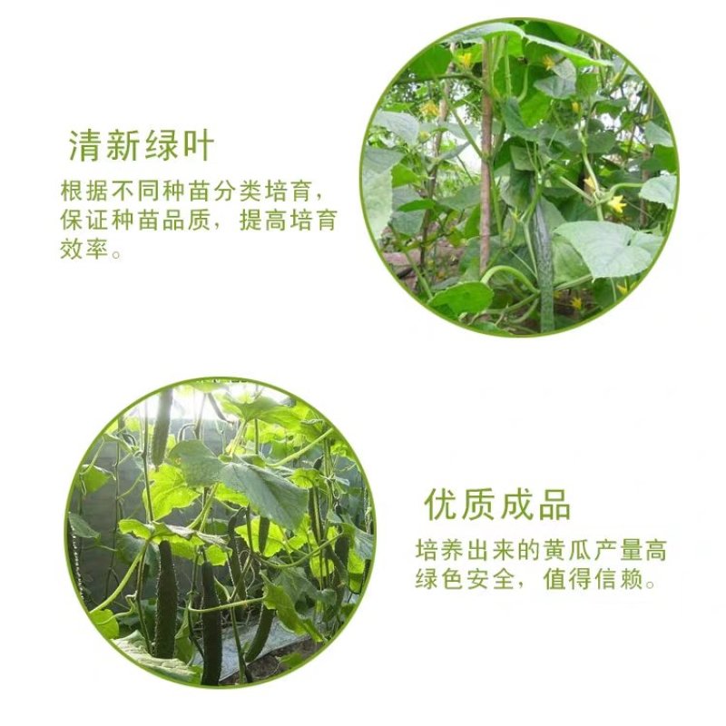 香脆黄瓜5斤装带刺生吃小黄瓜应季蔬菜乳黄瓜凉拌黄瓜