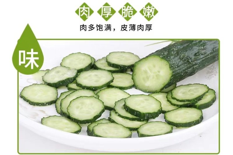 香脆黄瓜5斤装带刺生吃小黄瓜应季蔬菜乳黄瓜凉拌黄瓜