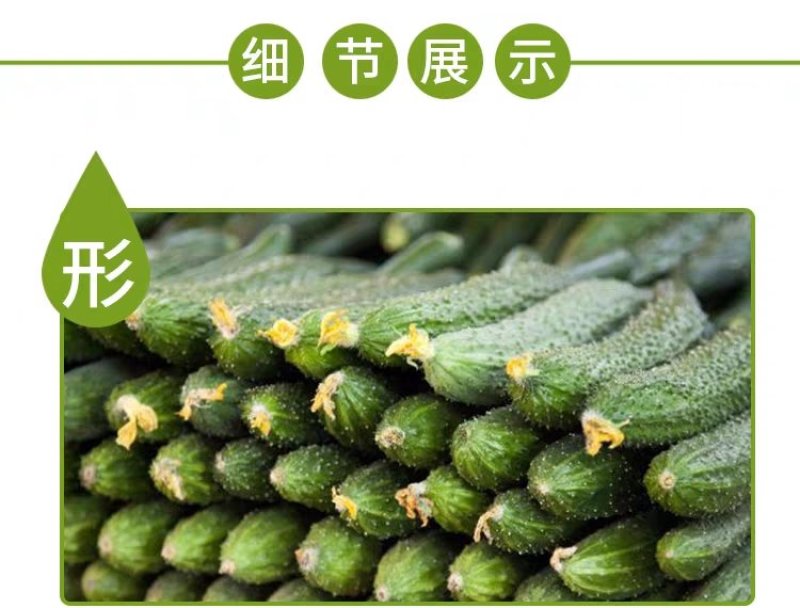 香脆黄瓜5斤装带刺生吃小黄瓜应季蔬菜乳黄瓜凉拌黄瓜