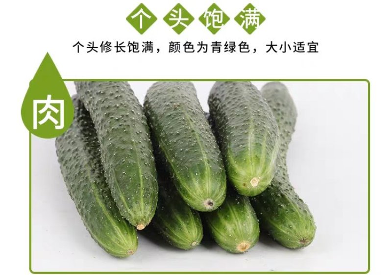 香脆黄瓜5斤装带刺生吃小黄瓜应季蔬菜乳黄瓜凉拌黄瓜