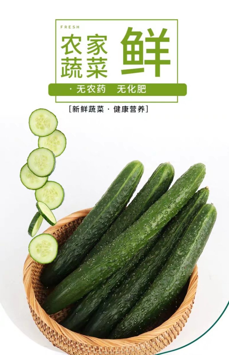 香脆黄瓜5斤装带刺生吃小黄瓜应季蔬菜乳黄瓜凉拌黄瓜