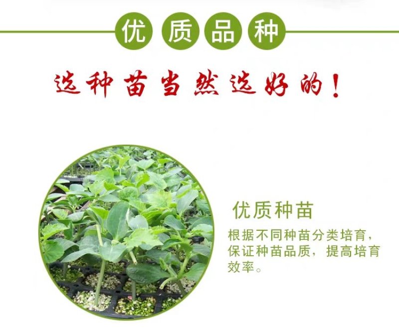 香脆黄瓜5斤装带刺生吃小黄瓜应季蔬菜乳黄瓜凉拌黄瓜