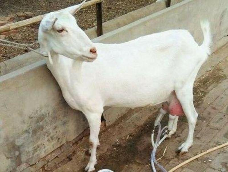 [热]萨能奶山羊日产奶10-15斤怀孕奶羊两只起全国包邮