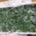 薄荷盆栽清新空气提神醒脑