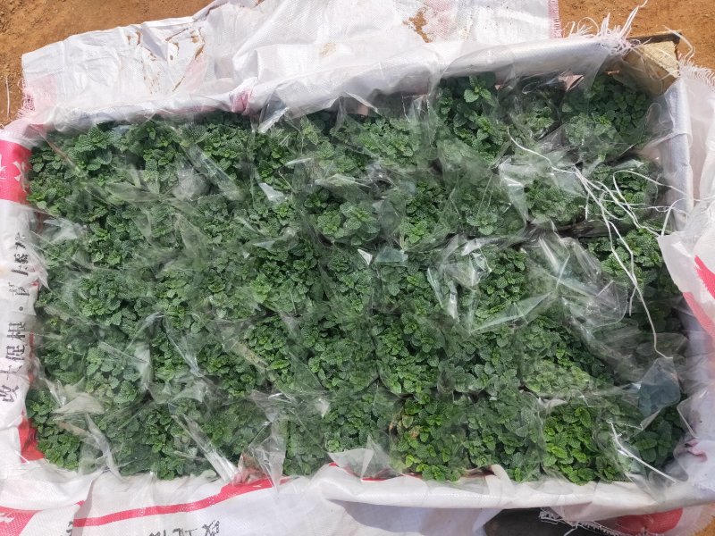 薄荷盆栽清新空气提神醒脑