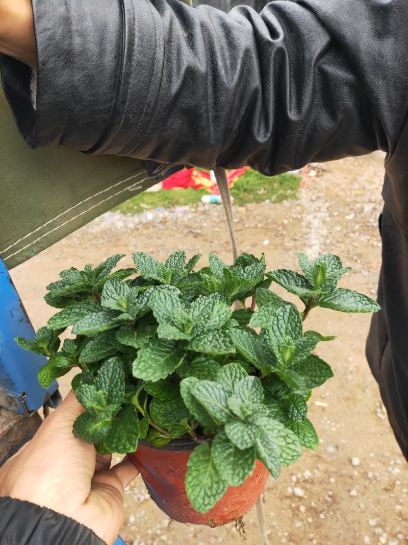 薄荷盆栽清新空气提神醒脑