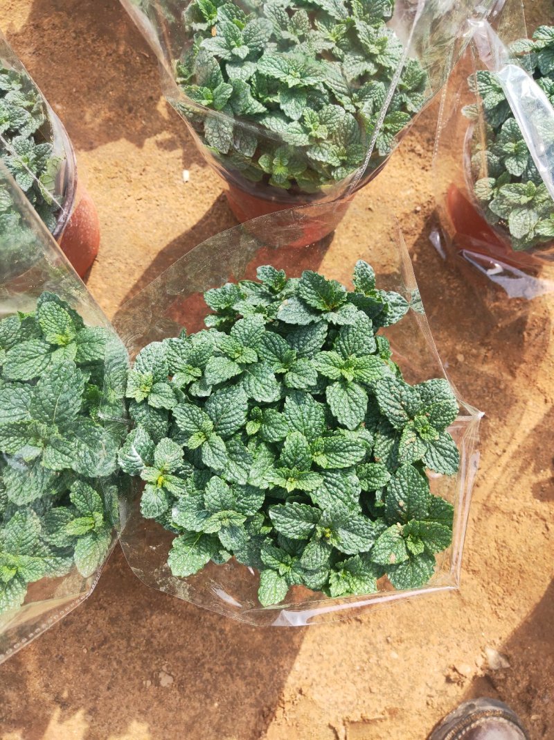 薄荷盆栽清新空气提神醒脑