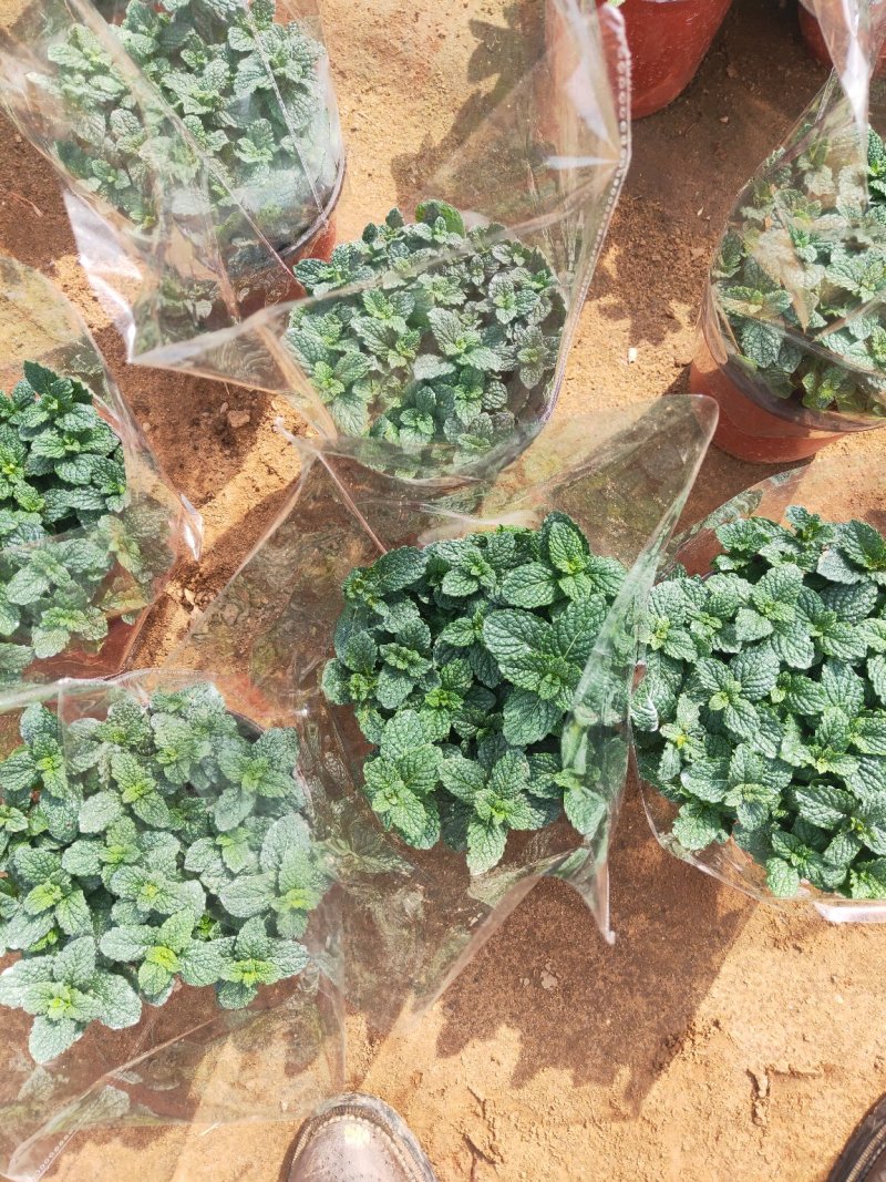 薄荷盆栽清新空气提神醒脑