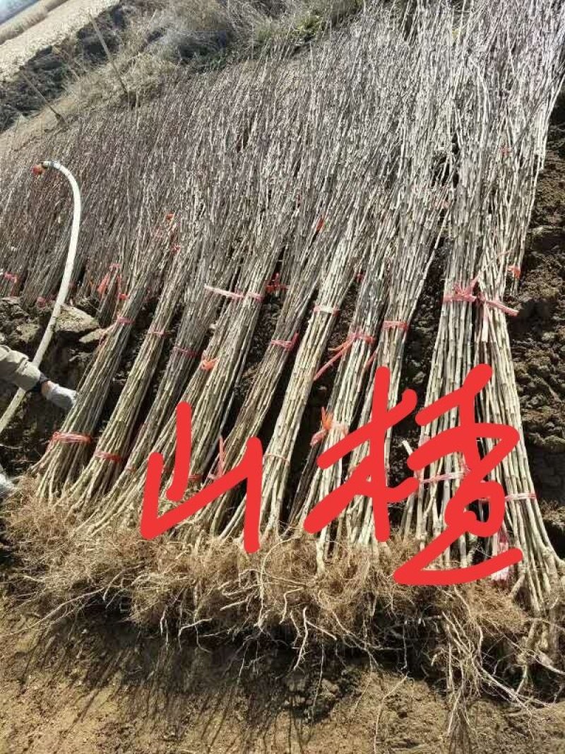 东北优质山楂苗，量大好成活，产地直发，保质保量