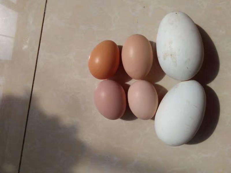 鹅蛋照蛋圆黄散黄毛蛋鲜鹅蛋种鹅蛋白蛋