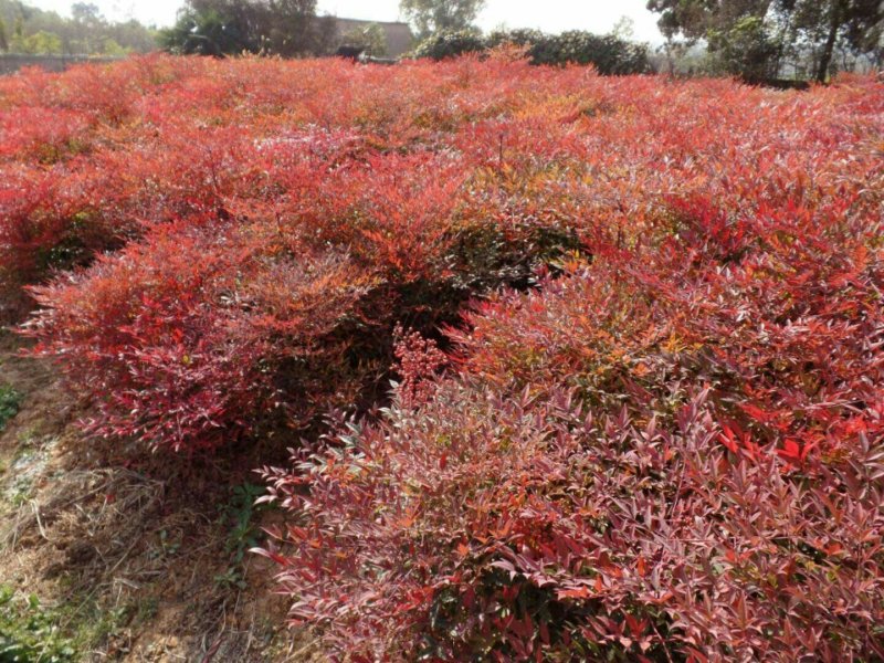 红叶天竹一年四季都是红色的叶子