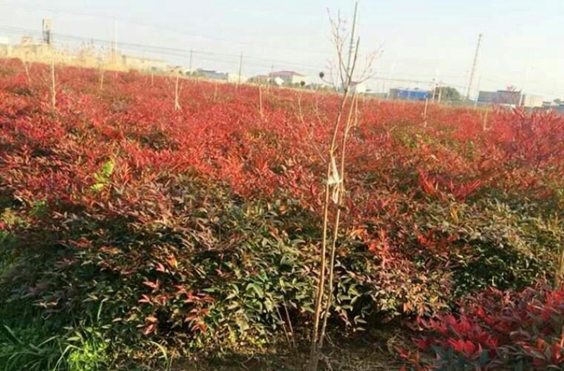 红叶天竹一年四季都是红色的叶子