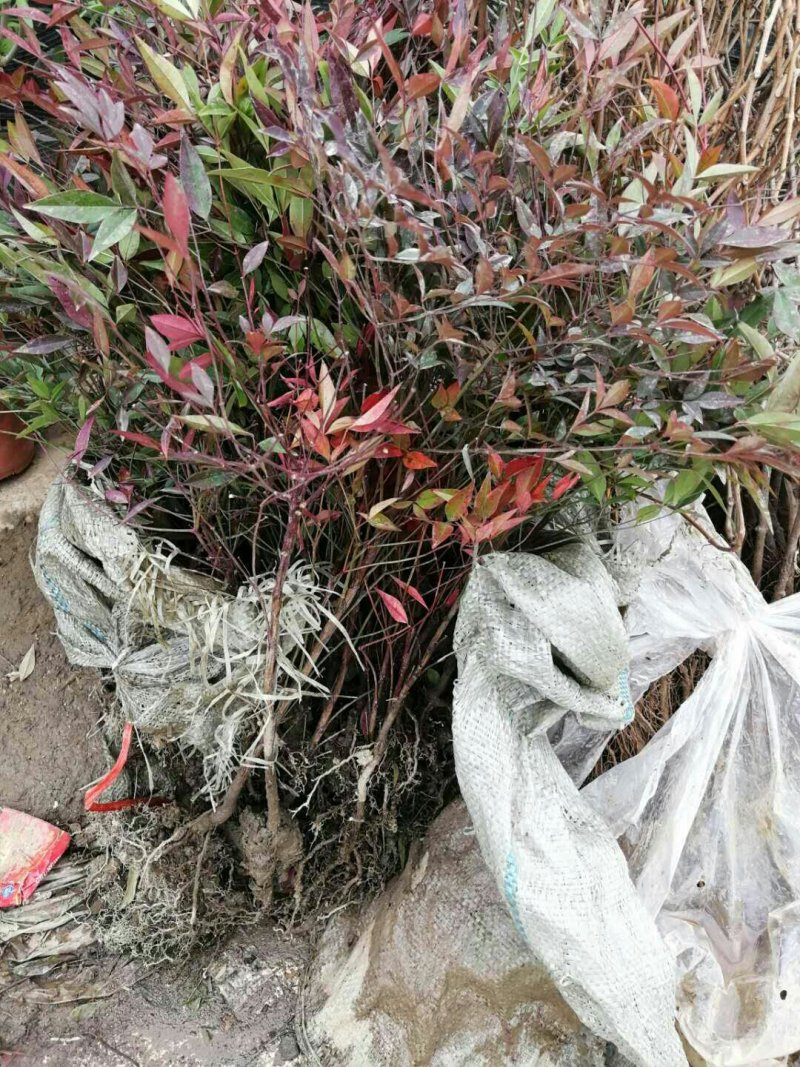 红叶天竹一年四季都是红色的叶子