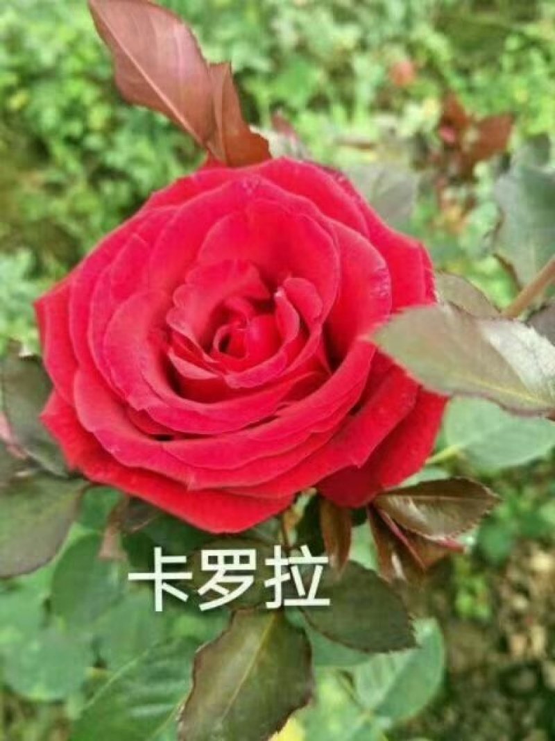 红帽月季大花月季基地直发