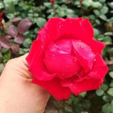 红帽月季大花月季基地直发