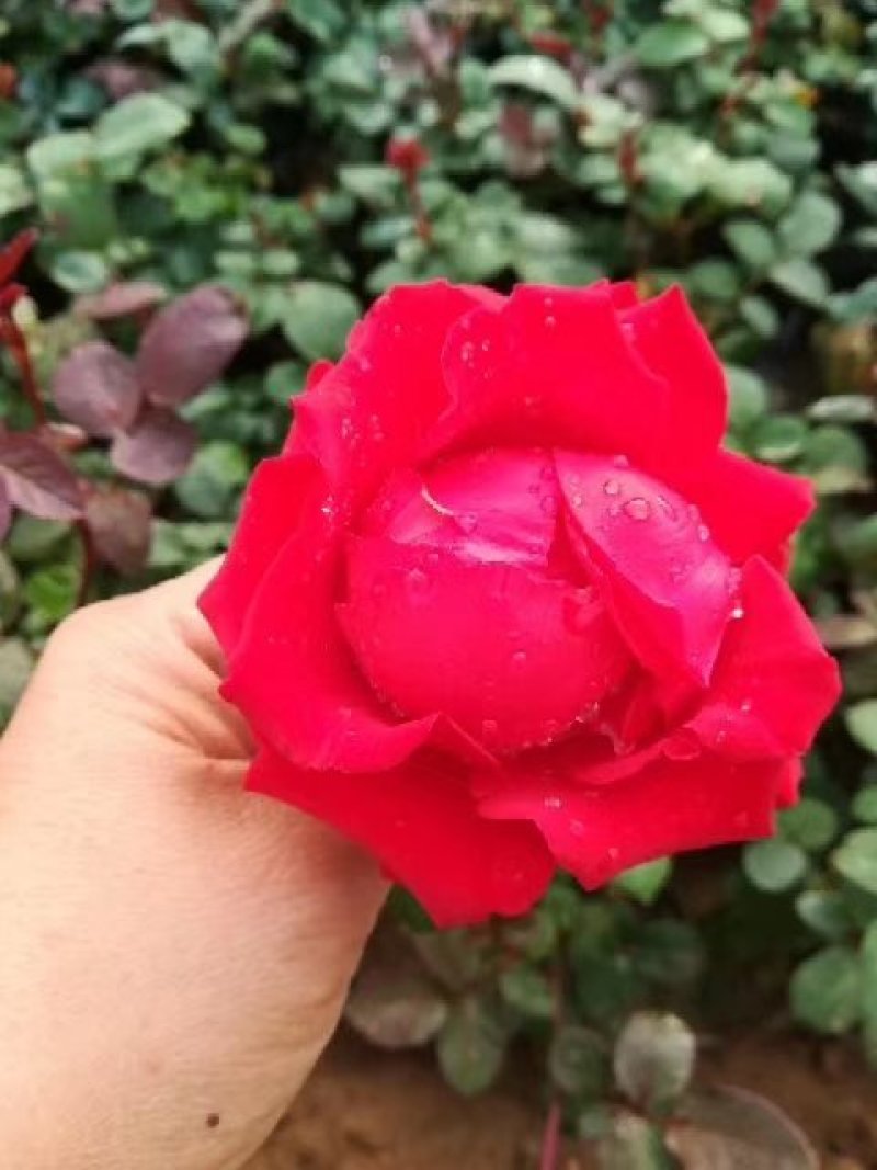 红帽月季大花月季基地直发