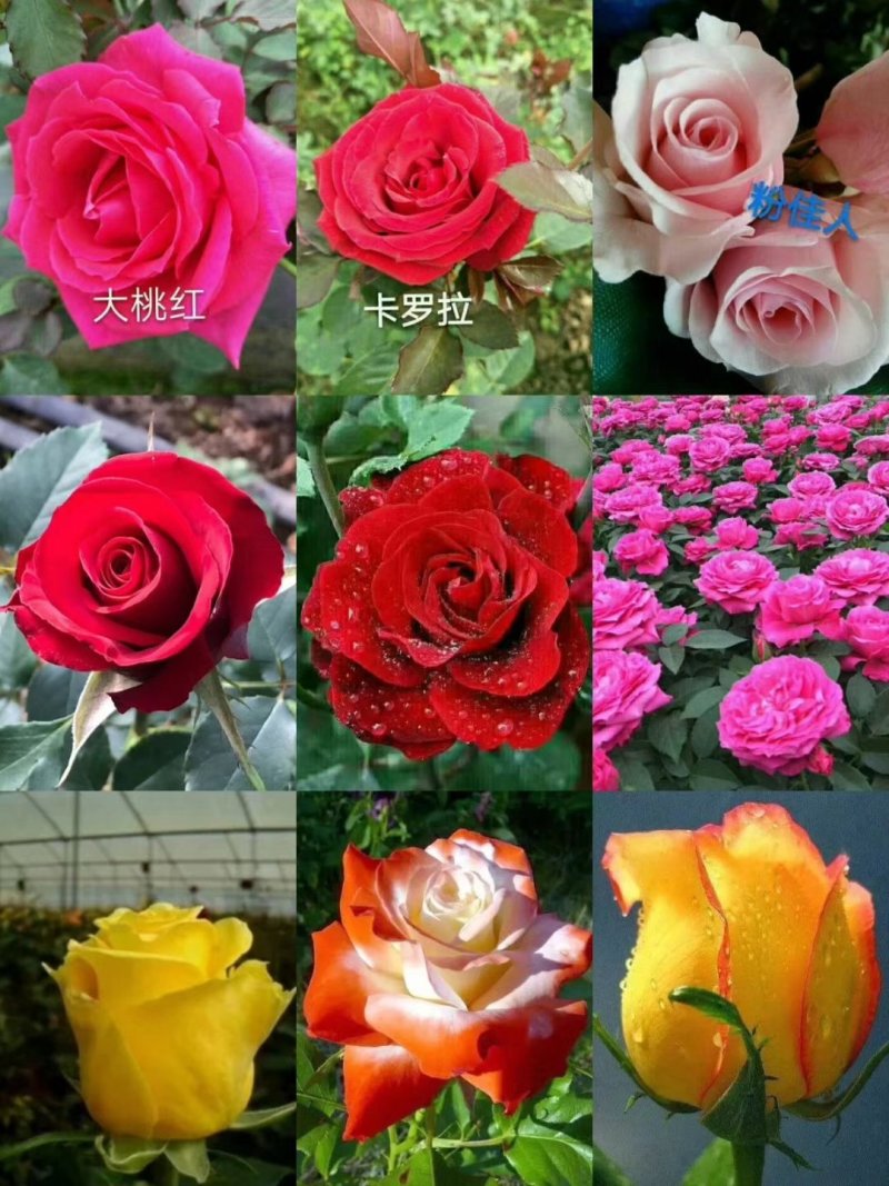 红帽月季大花月季基地直发