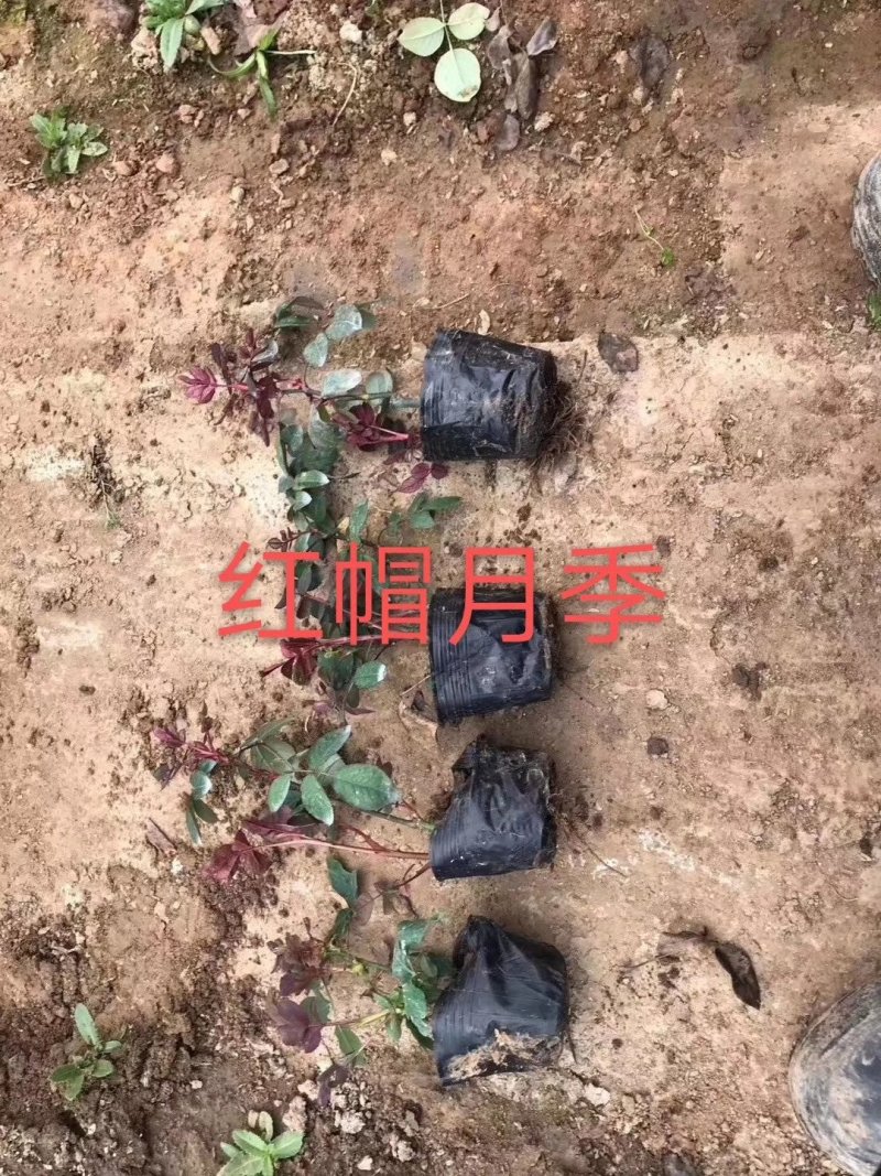 红帽月季大花月季基地直发