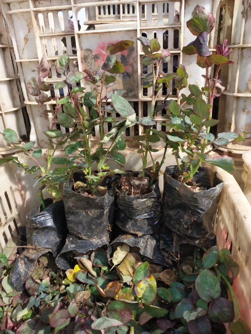 红帽月季大花月季基地直发