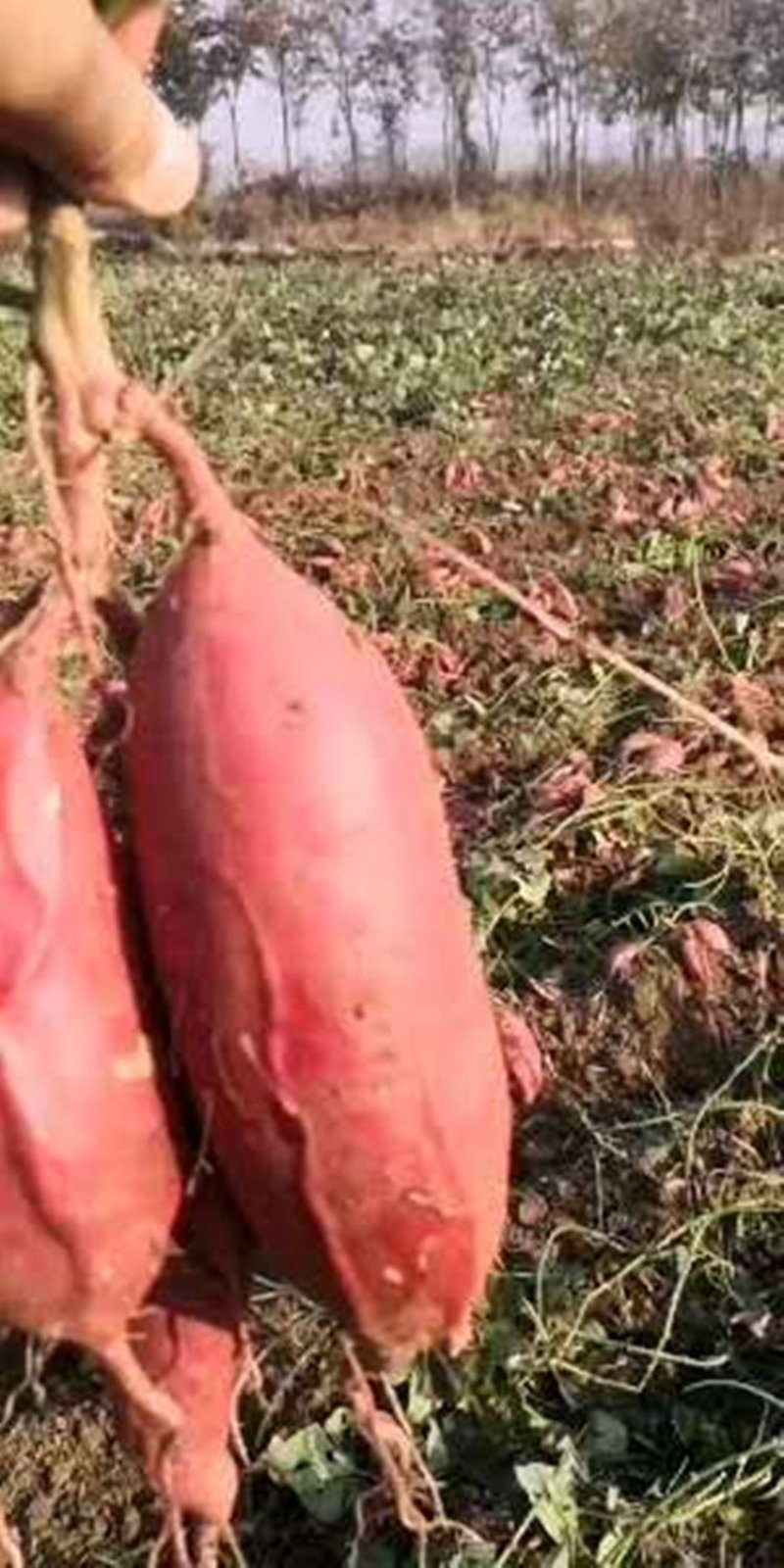 西瓜红烟薯303薯苗，大田苗。高产，品质好，无病毒