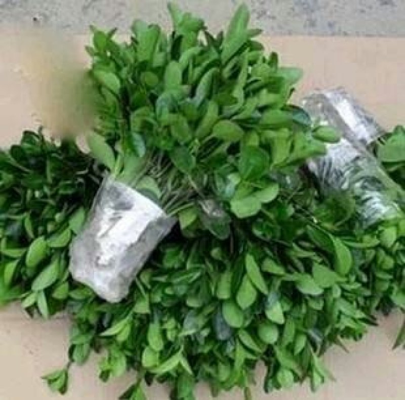 冬青苗小苗到冬青球根系好包成活
