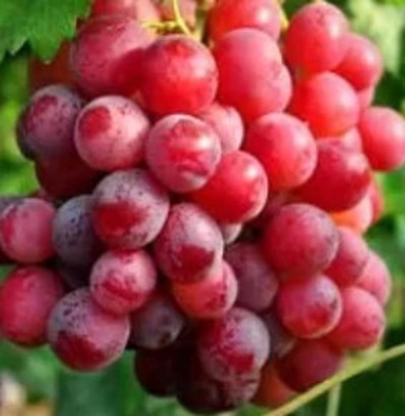 葡萄巨峰阳光玫瑰蓝宝石葡萄品种